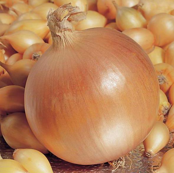 Descrizione della varietà Onion Hercules recensioni piantare e coltivare