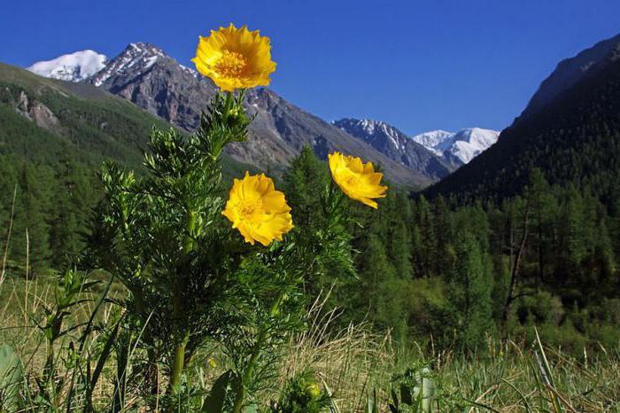 montagne di cipolle Altai