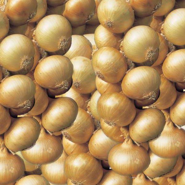 Popis cibule stonků odrůdy