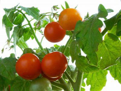 Otevřené odrůdy rajčat