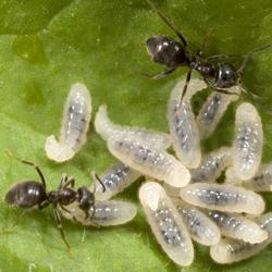 kako uničiti mravlje