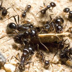 kako odstraniti mravlje s tega mesta