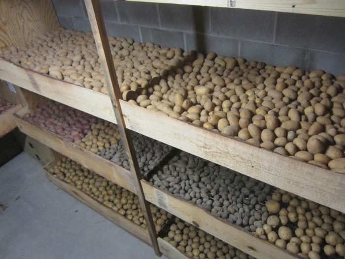 skladovací teplota brambor v sklepě