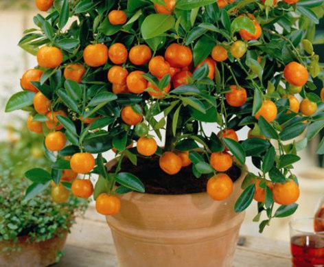 pomarańczowe drzewo