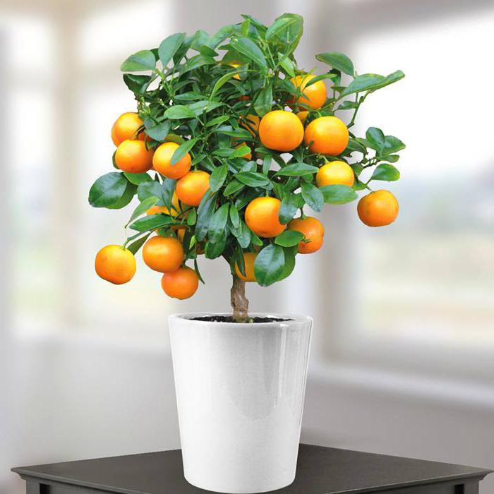 foto di albero di arancio