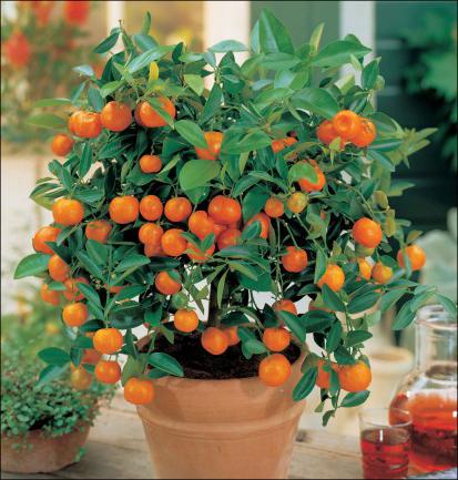 albero di arancia fatto in casa