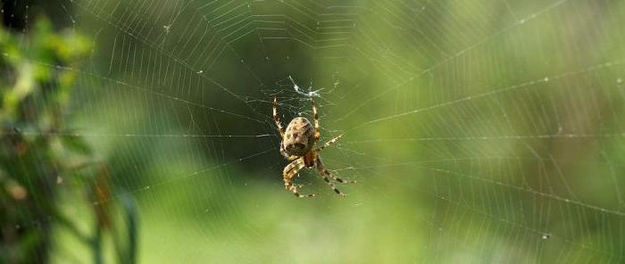 pająki orb-web