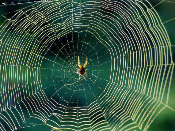 orb-webových pavouků, kde sídlí
