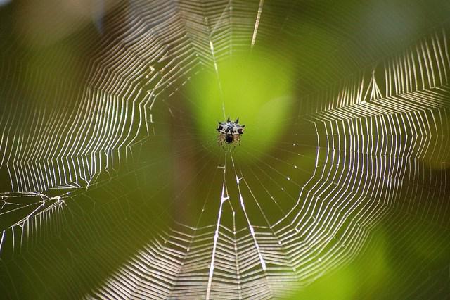 pavouci orb tkalců fotografie