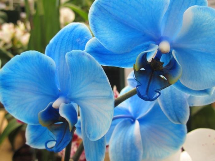 modrá orchidej