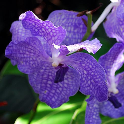 modré orchideje