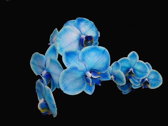 modrá péče o orchidej