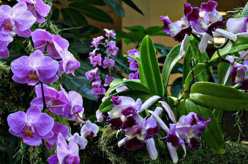 orchidea al coperto