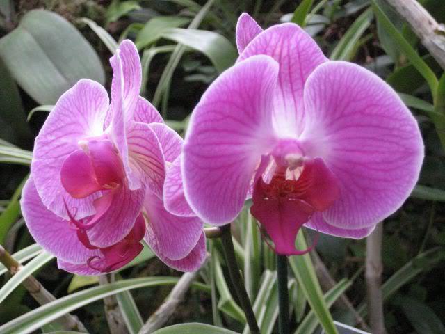 vnitřní květiny: orchidej