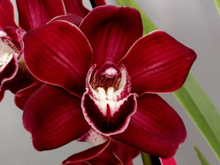 Jak se starat o pokojovou orchidejí