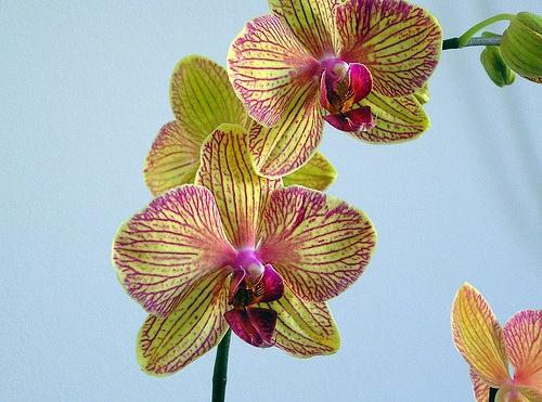 orchideje doma