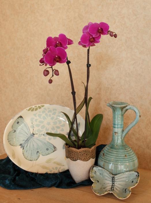 come prendersi cura di orchidee indoor a casa