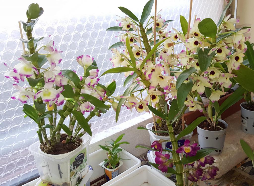 Različne orhideje doma