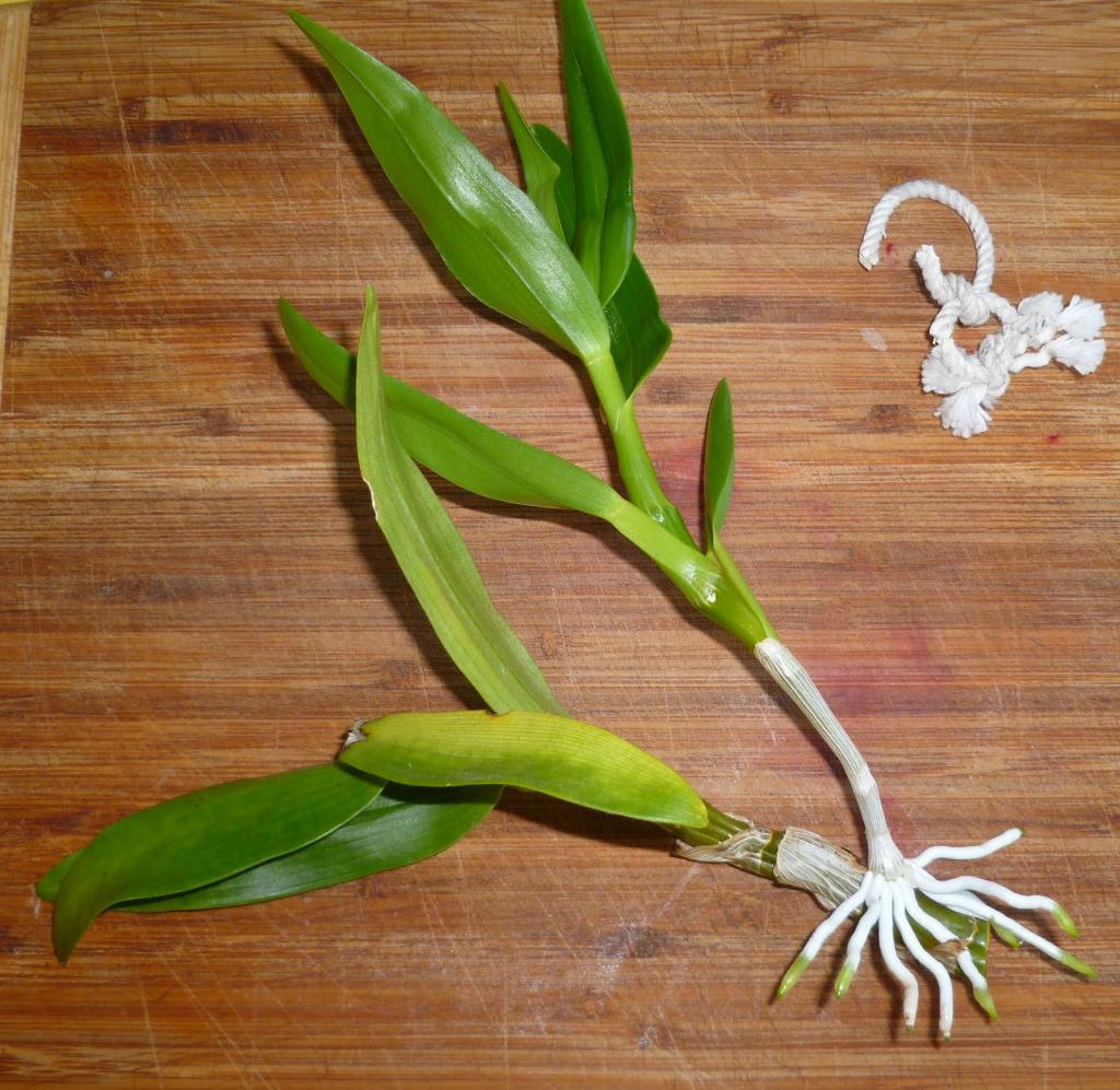 Възпроизвеждане на орхидеи