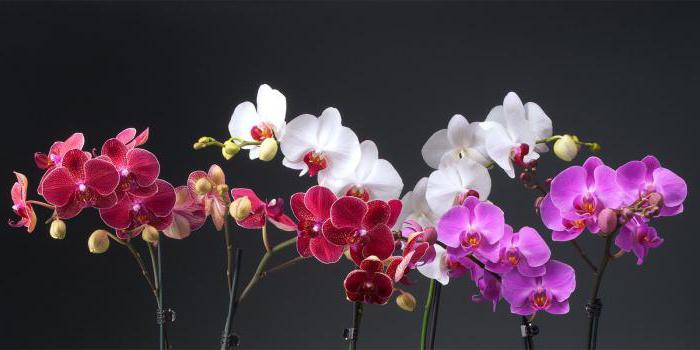 Орхидея Колко често се полива