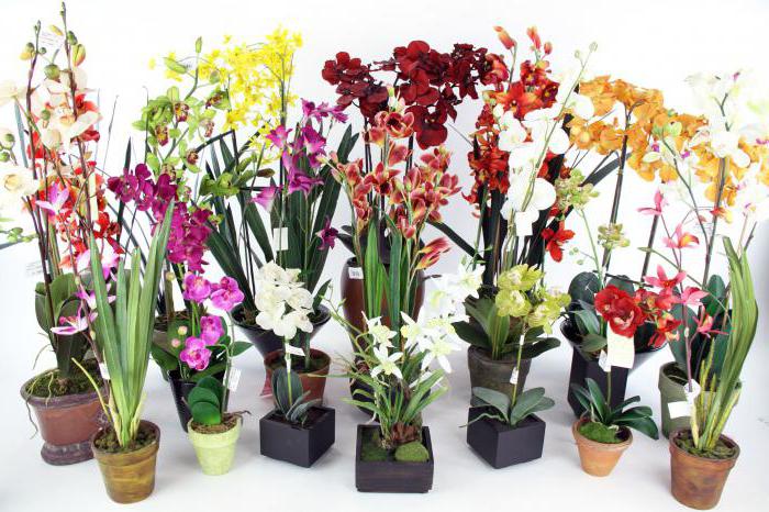 jak často vodu phalaenopsis orchidej