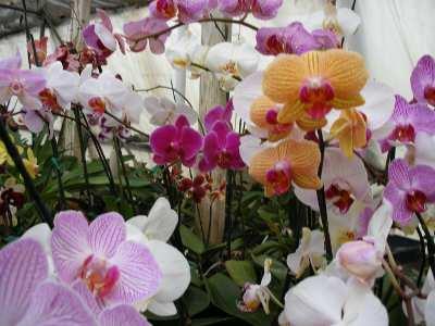 Орхидея от фаленопсис