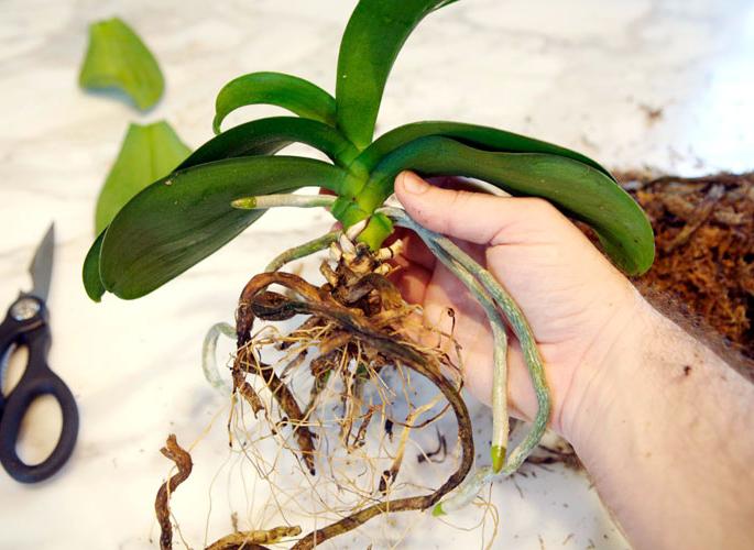 Presaditev orhideje Phalaenopsis