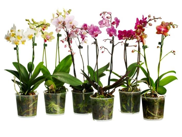 riproduzione di orchidee a casa