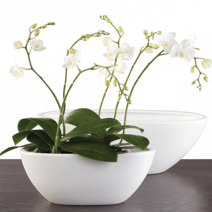 jak propagovat orchidej doma