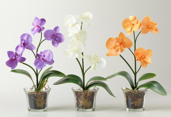Presaditev orhidej doma