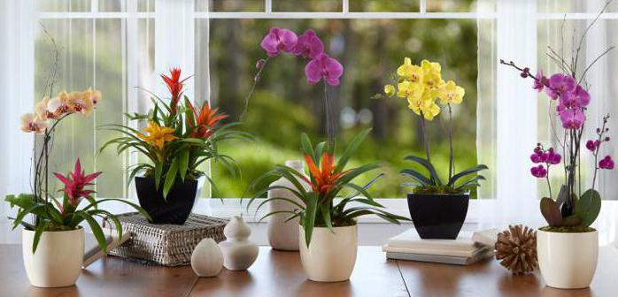 Trapianto di orchidee domestiche