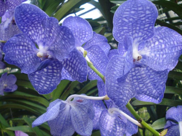 Vanda Orhideja