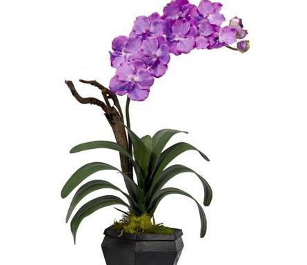 Orchid Vanda (cura)