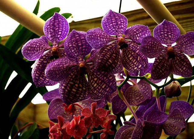 Orchid Wanda péče a kultivace
