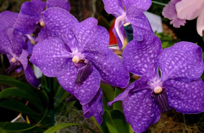 Orchid Vanda a casa