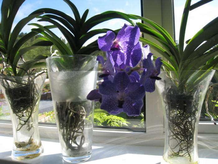 Ванда орхидеја у вази (нега)