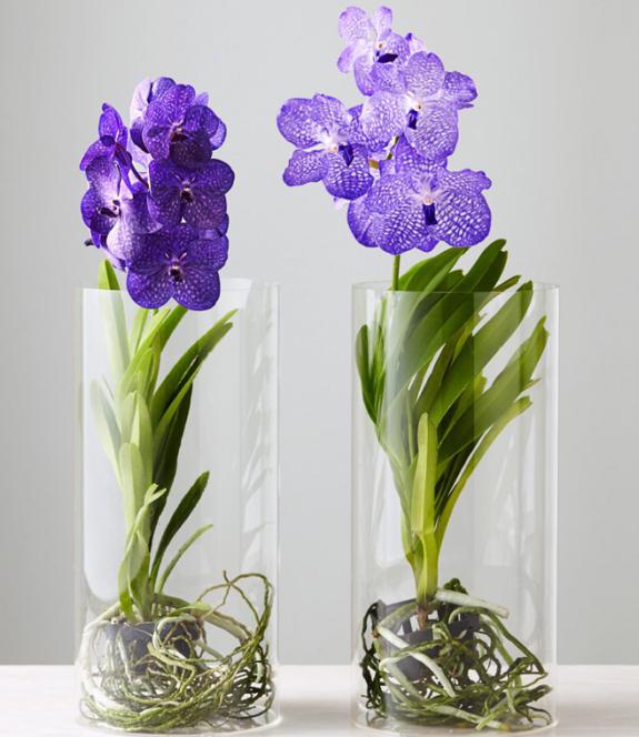Vanda Orchid in un vaso