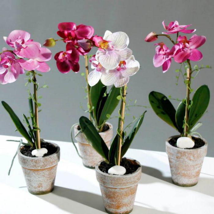 orchid cambria