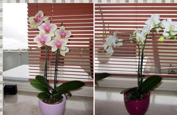 орхидея с луковици на камбрия