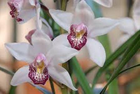 lepa orhideja