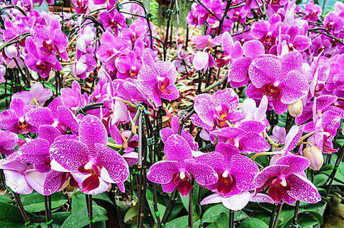 орхидея cambria как да се грижи