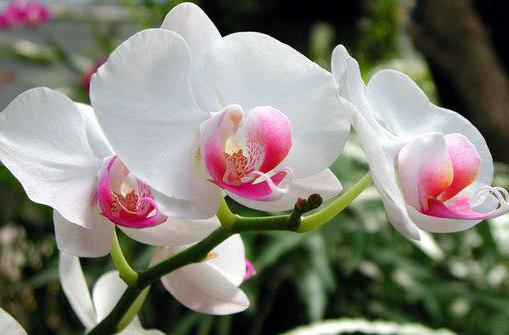 orhideja cumbria kako repotirati