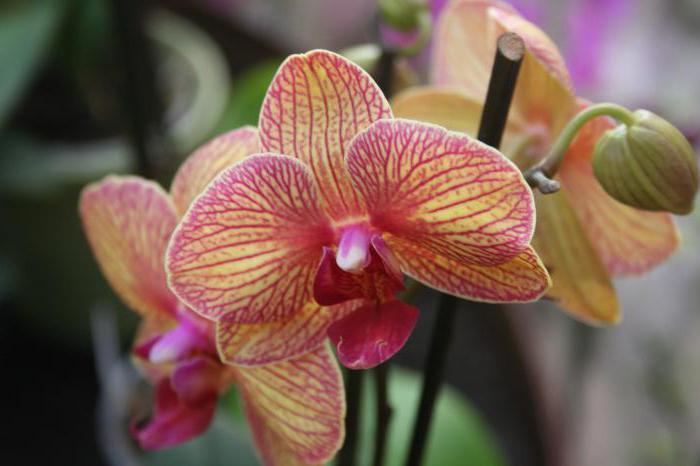 vrste orhideje
