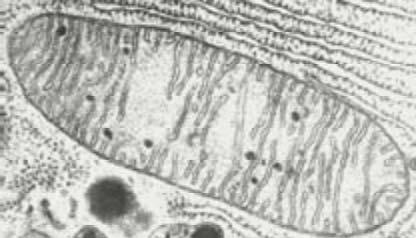 клетъчни мембрани органоиди