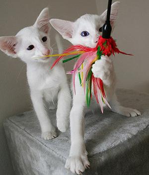 Sijamske orijentalne mačke