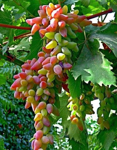 Oryginalna odmiana winogron