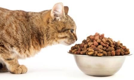 orijen sucha karma dla kotów
