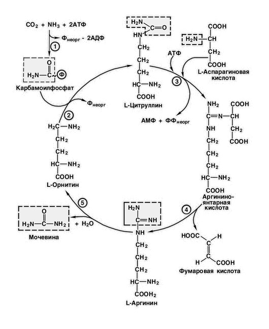 Schema del ciclo dell'urea