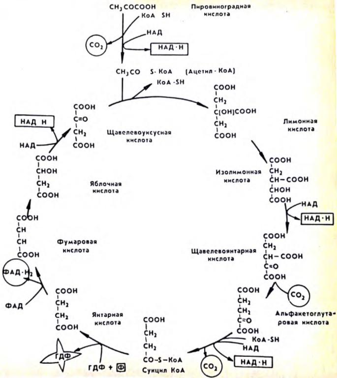 Schema del ciclo di Krebs
