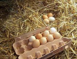 dieta a base di uova per 4 settimane